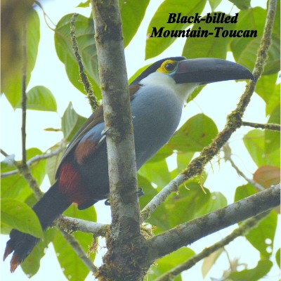 Black-billed Mountain-Toucan
